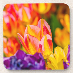 Tulips Enchanting Coaster