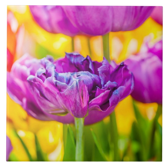 Tulips Enchanting Dark Pink Ceramic Tile (Front)