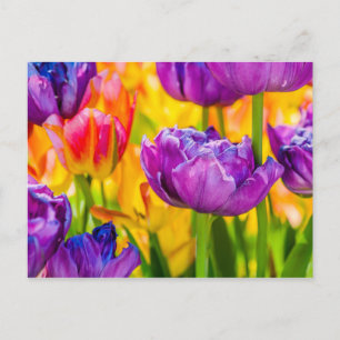 Tulips Enchanting Deep Pink Postcard