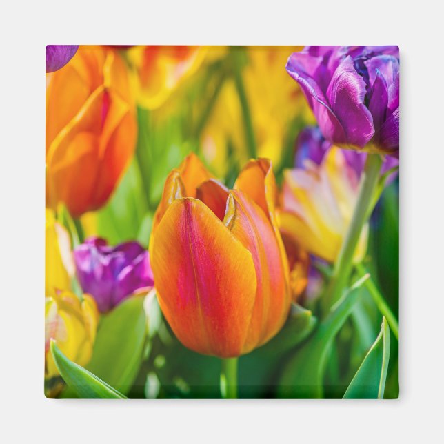 Tulips Enchanting Magnet (Front)