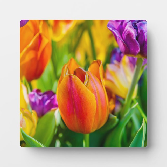 Tulips Enchanting Plaque (Front)