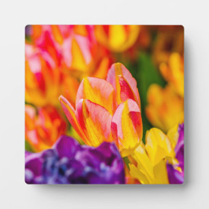 Tulips Enchanting Plaque