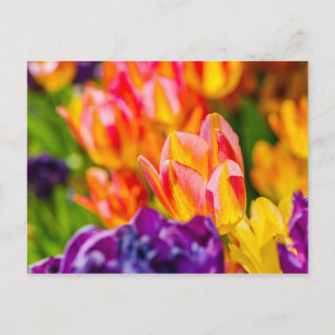 Tulips Enchanting Postcard