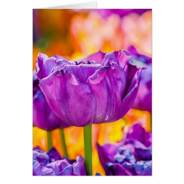 Tulips Enchanting Purple (Front)