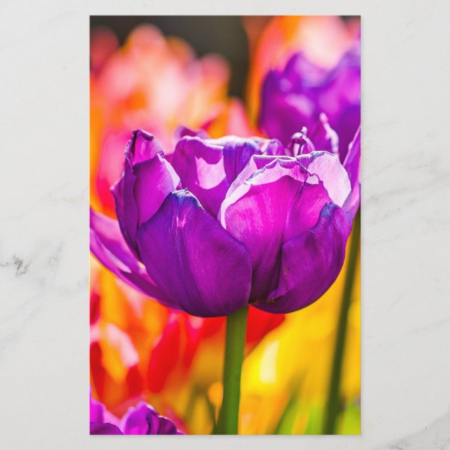 Tulips Enchanting Purple Flyer (Front)