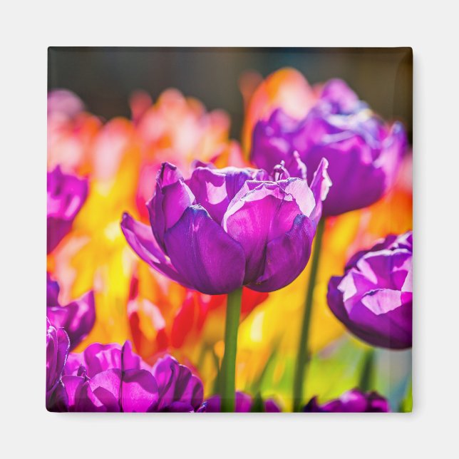 Tulips Enchanting Purple Magnet (Front)