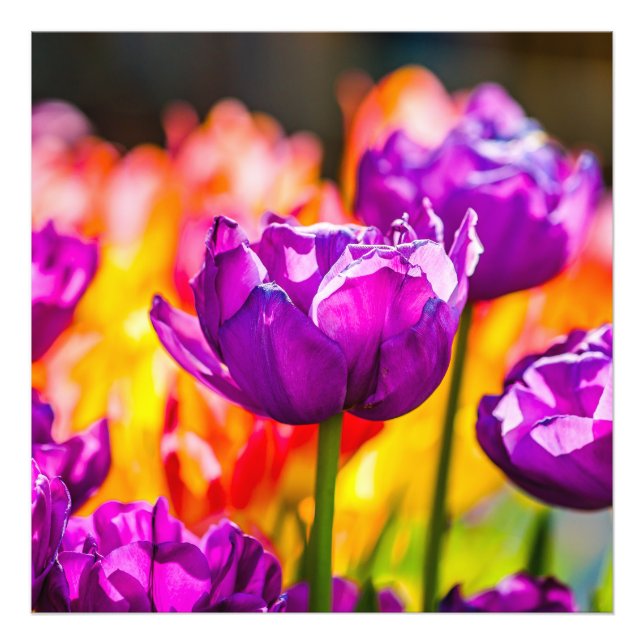 Tulips Enchanting Purple Photo Print (Front)