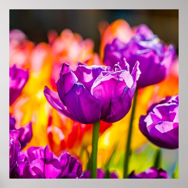 Tulips Enchanting Purple Poster (Front)