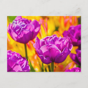 Tulips Enchanting Violet Postcard
