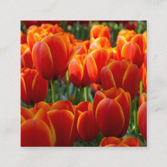 Tulips Enclosure Card (Front)