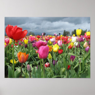 Tulips Field Print
