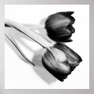 Tulips Fine Art Photography Print Black and White