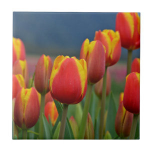 Tulips for Mum Ceramic Tile