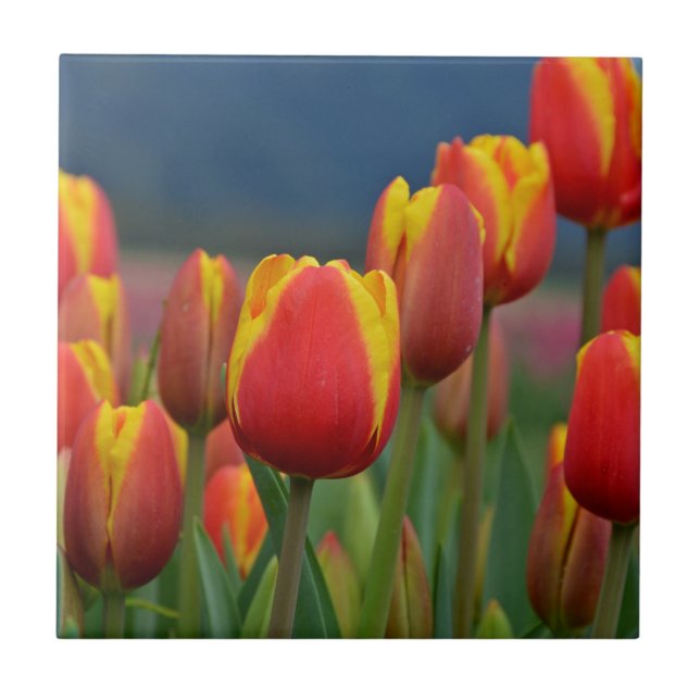 Tulips for Mum Ceramic Tile (Front)