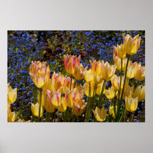 Tulips & Forget-me-nots Poster