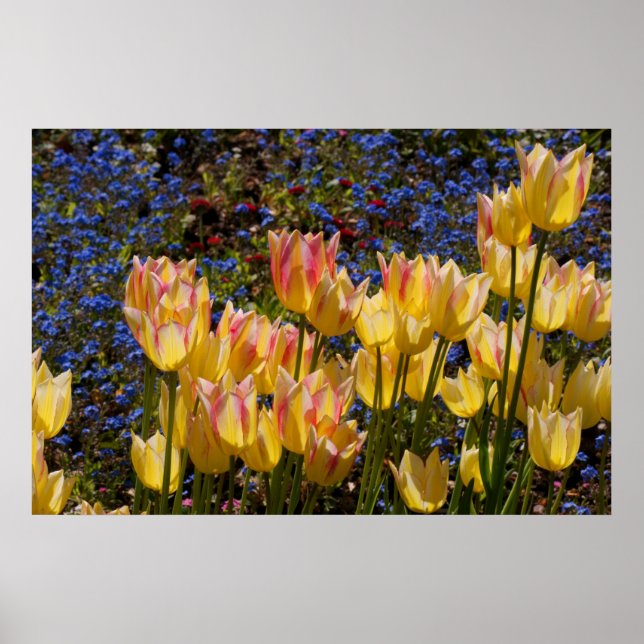 Tulips & Forget-me-nots Poster (Front)