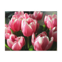 Tulips from Amsterdam 2