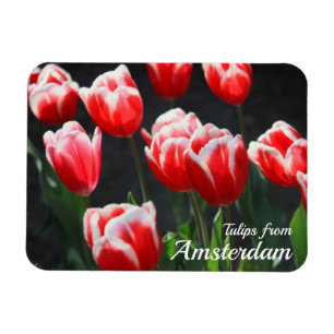 Tulips from Amsterdam Magnet