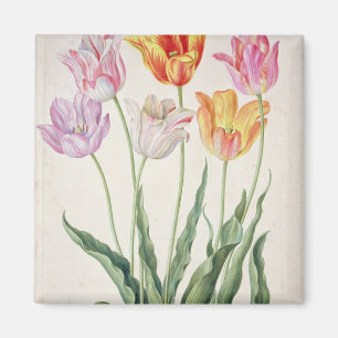Tulips, from the 'Nassau Florilegium' (w/c on pape Magnet