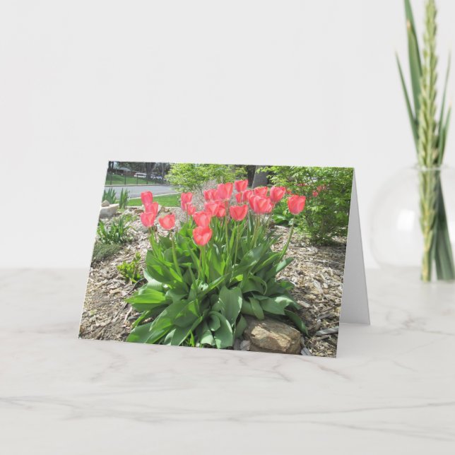 Tulips Get Well Swiftly Card (Front)