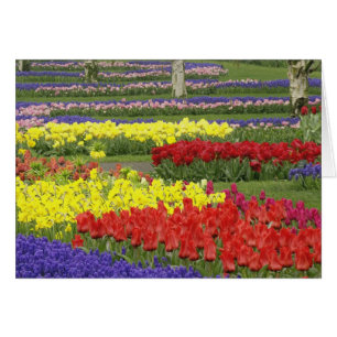 Tulips, Grape Hyacinth, and Daffodils, 2