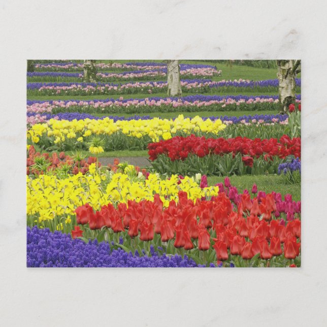 Tulips, Grape Hyacinth, and Daffodils, 2 Postcard (Front)