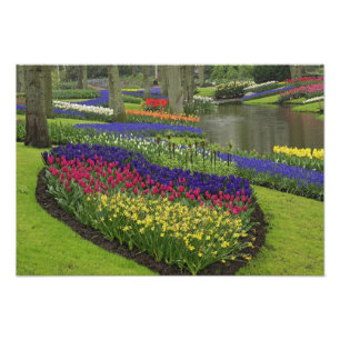 Tulips, Grape Hyacinth, and daffodils, Photo Print