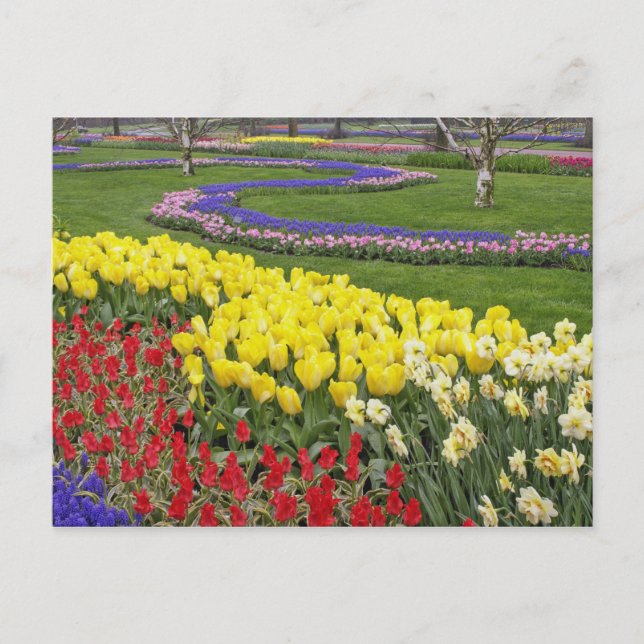 Tulips, Grape Hyacinth, and Daffodils, Postcard (Front)