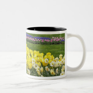 Tulips, Grape Hyacinth, and Daffodils, Two-Tone Coffee Mug