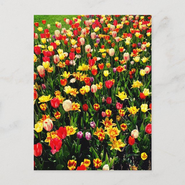 Tulips in Bloom Postcard (Front)