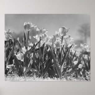 Tulips in bloom poster
