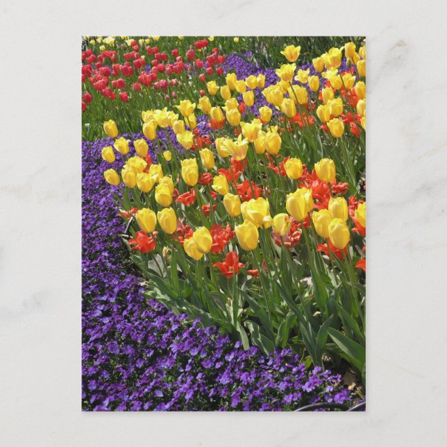 Tulips in full colour postcard (Front)