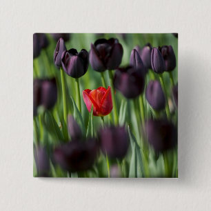Tulips in Keukenhof Gardens, Amsterdam, 15 Cm Square Badge