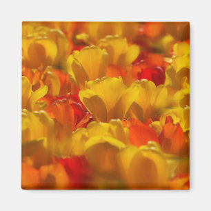 Tulips in Keukenhof Gardens, Amsterdam, 2 Magnet