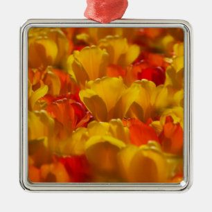 Tulips in Keukenhof Gardens, Amsterdam, 2 Metal Ornament