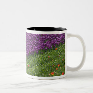Tulips in Keukenhof Gardens, Amsterdam, 3 Two-Tone Coffee Mug