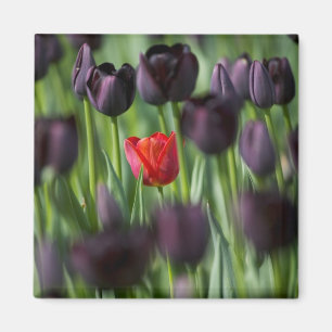 Tulips in Keukenhof Gardens, Amsterdam, Magnet