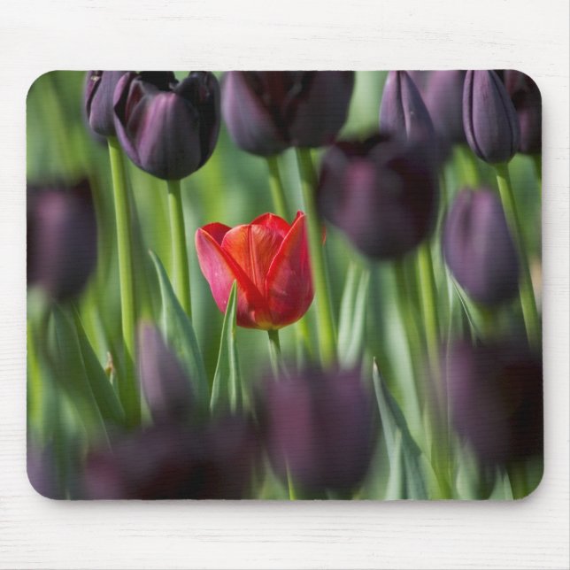 Tulips in Keukenhof Gardens, Amsterdam, Mouse Pad (Front)