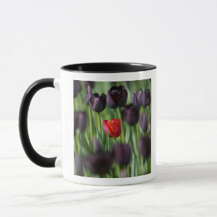 Tulips in Keukenhof Gardens, Amsterdam, Mug