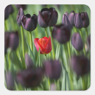 Tulips in Keukenhof Gardens, Amsterdam, Square Sticker