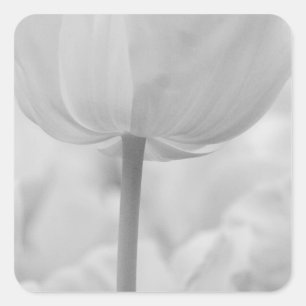Tulips in Keukenhof Gardens, Holland. Square Sticker