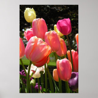 tulips in Rhode Island Poster