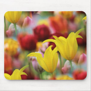 Tulips in Spring Mouse Pad