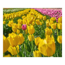 Tulips in spring