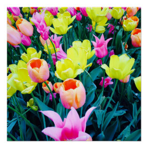 Tulips in the City Poster