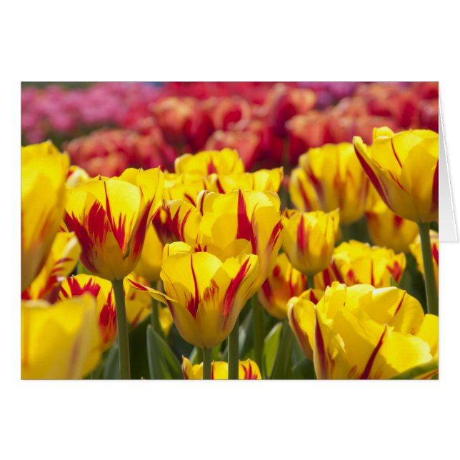 Tulips in the spring (Front Horizontal)