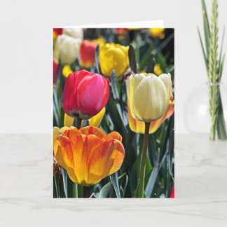 Tulips in the Sun Card