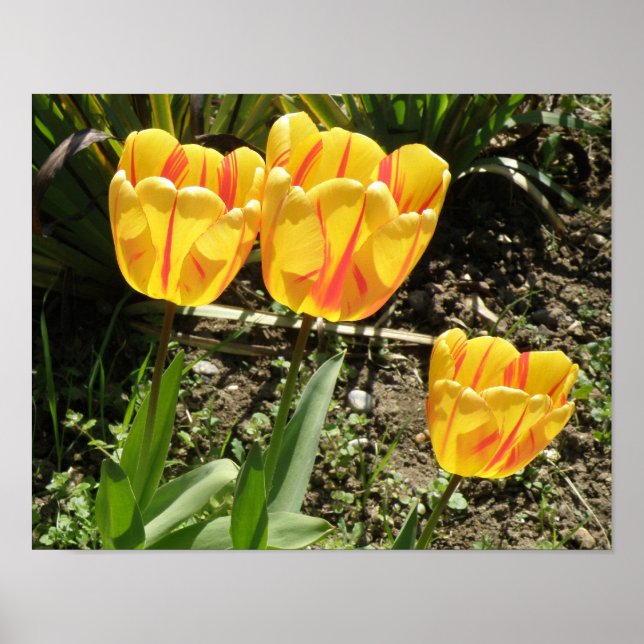 Tulips in the sun Print (Front)