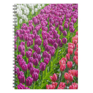 Tulips in three colours notebook