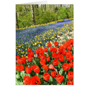 Tulips in woodland